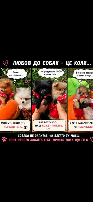 Шпіц дівчата, девочки шпиц