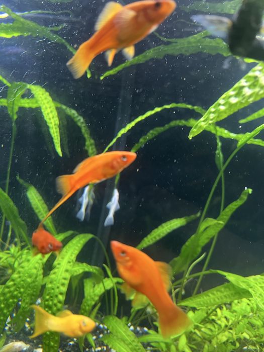 Mieczyki czerwone/mix