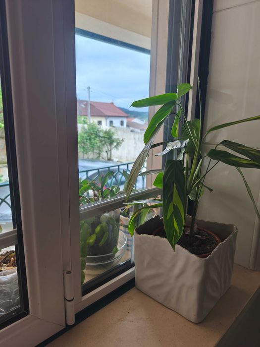 Janela de alumínio lacado