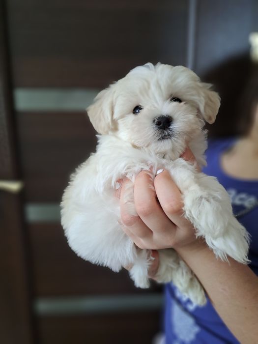 Мальтипу мальчик