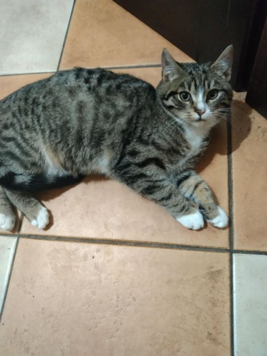 Kotka do adopcji za darmo