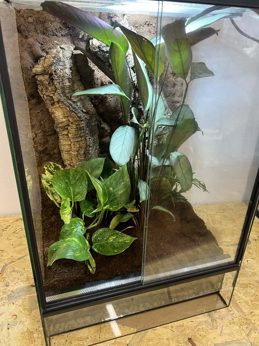 Gekon orzęsiony możliwość kupna  wraz z terrarium
