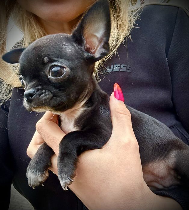 Chihuahua suczka czarna