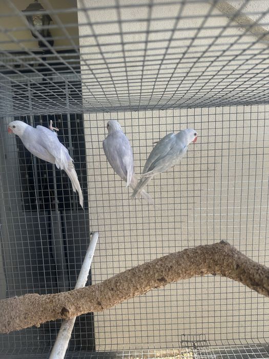 Ring necks palidos 2026