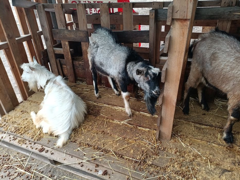 Продам козлов на мясо или на племя