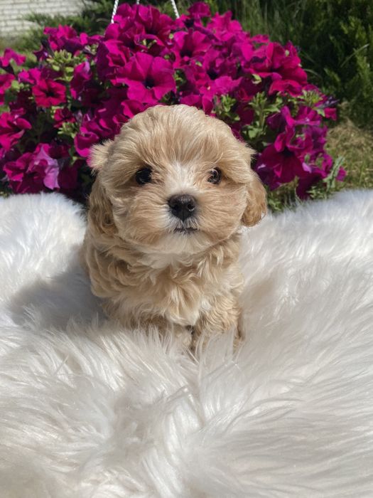 Мальтипу ф1 цуценятка міні