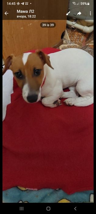 Джек Рассел дівчигка 4місяця