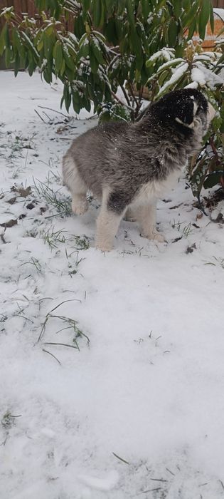 Syberian husky zwykle oczka