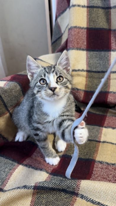 КОШЕНЯТА в теплу родину