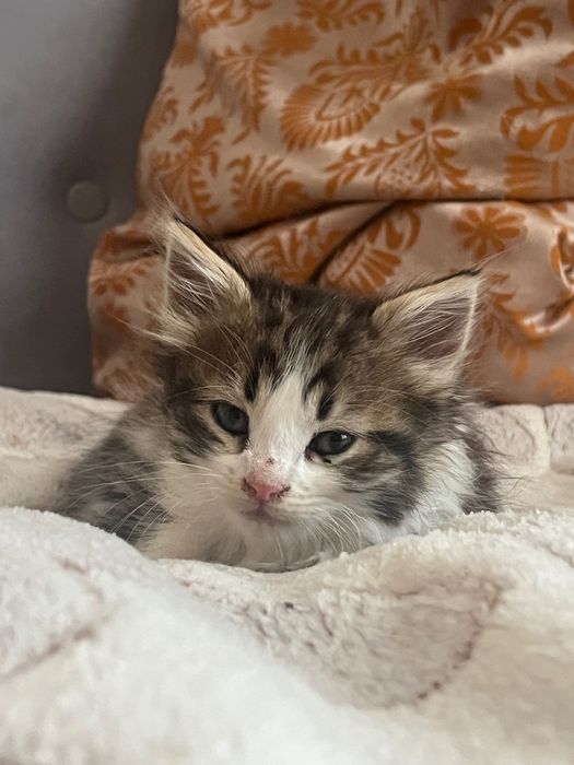 Котики безкоштовно