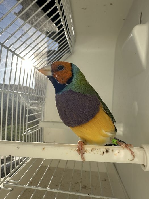 Diamante GOULD machos