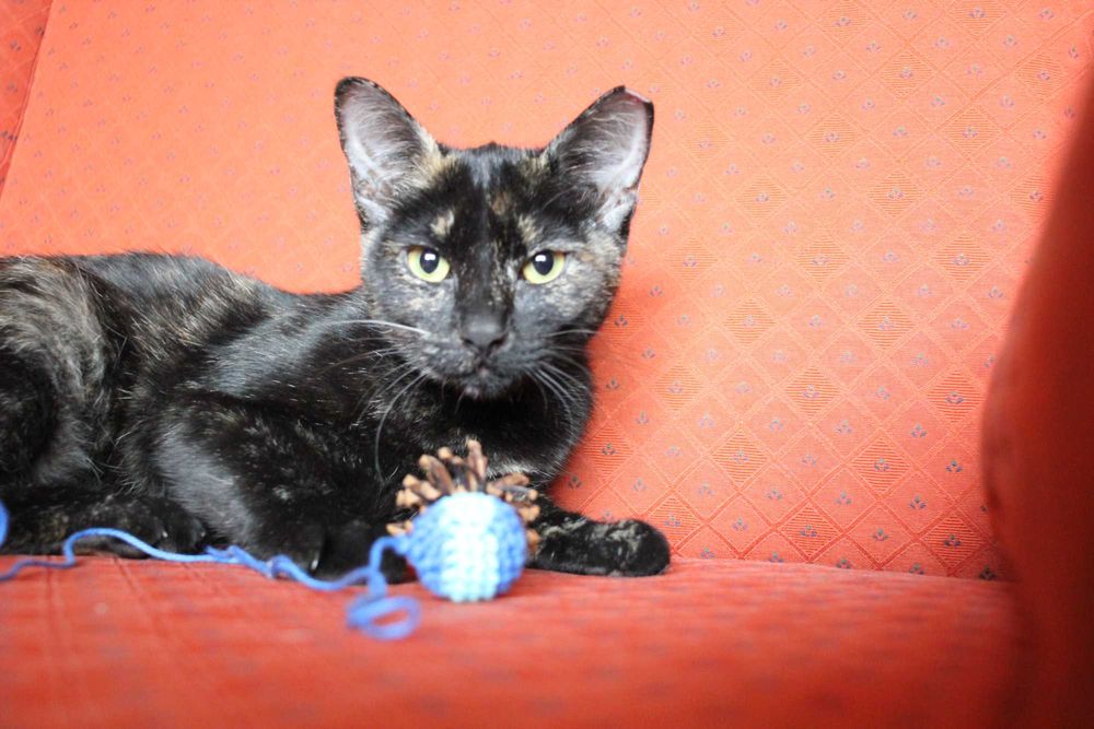 ESTERILIZADA | Gatinha disponível para adoção muito responsável