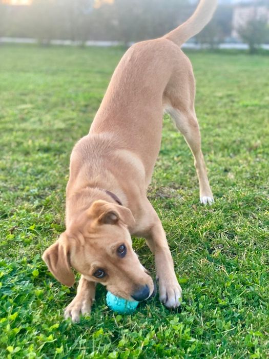 Cadela para adoção