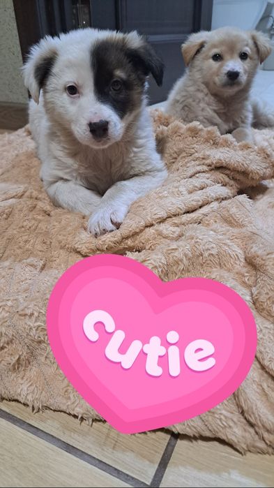 Собачата,чудові песодіти