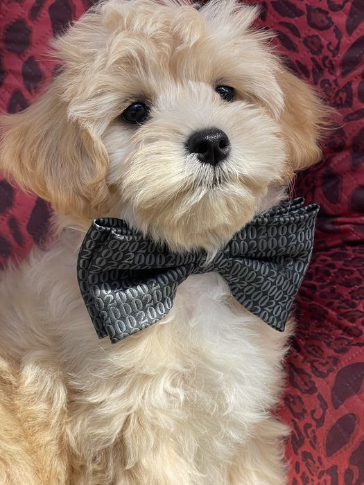 Мальтіпу , пару кілограмм щасття