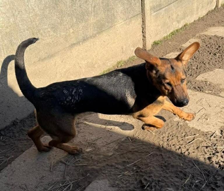 Oddam za darmo,do adopcji- śliczna Kora szuka domu.