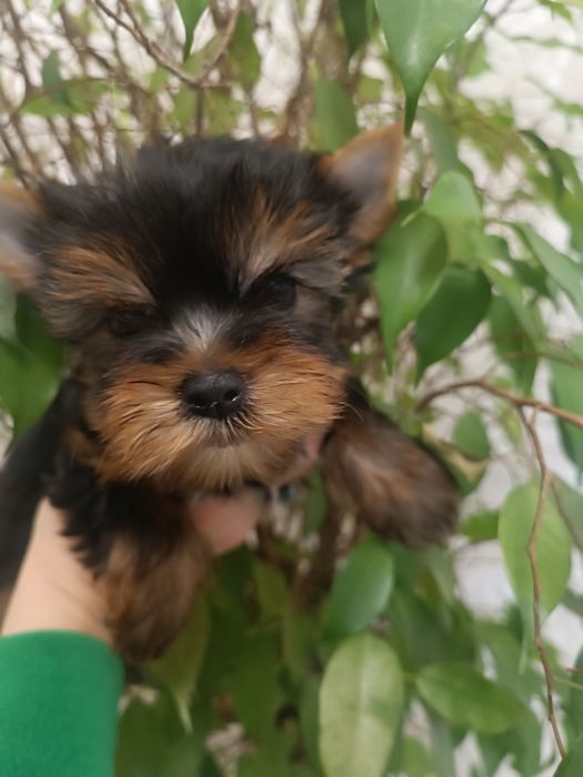 Банда йориков для любви и восхищения