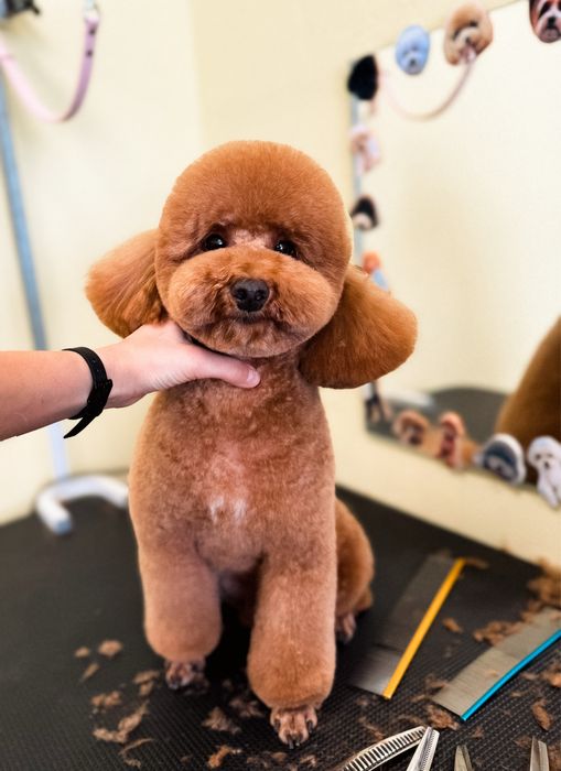 Грумінг на лівому березі