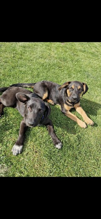 Dwa piękne pieski szukają domu