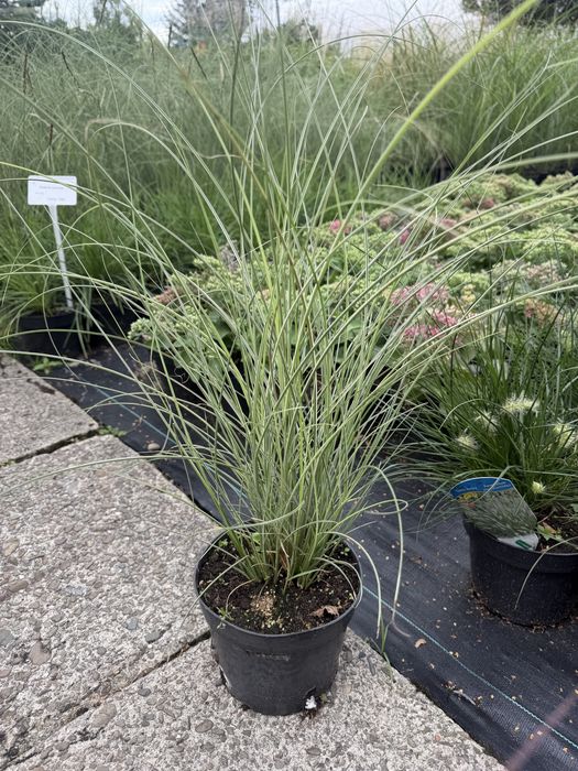 Trawy ozdobne, Miskant, lady in red, Rozplenica, Hakonechloa, proso, sesleria, trzcinnik, turzyca