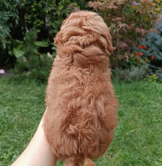Mini spitzpoo красунечка в святковому забаовленні. Киянка