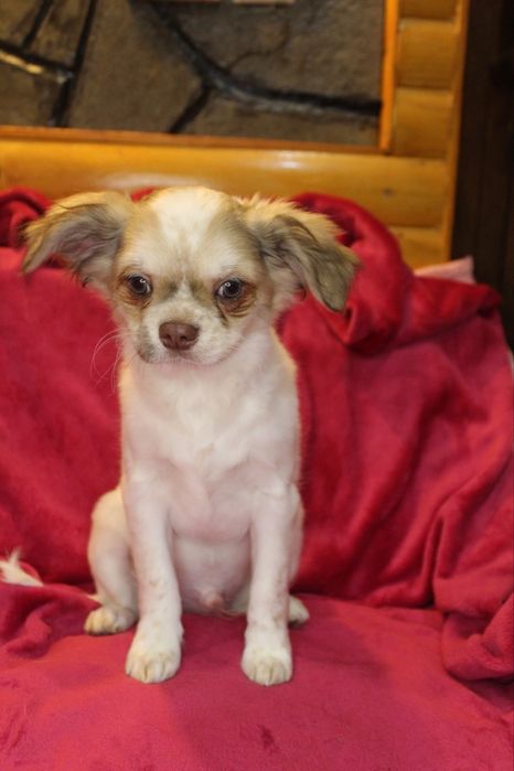 Чихуахуа хлопчик