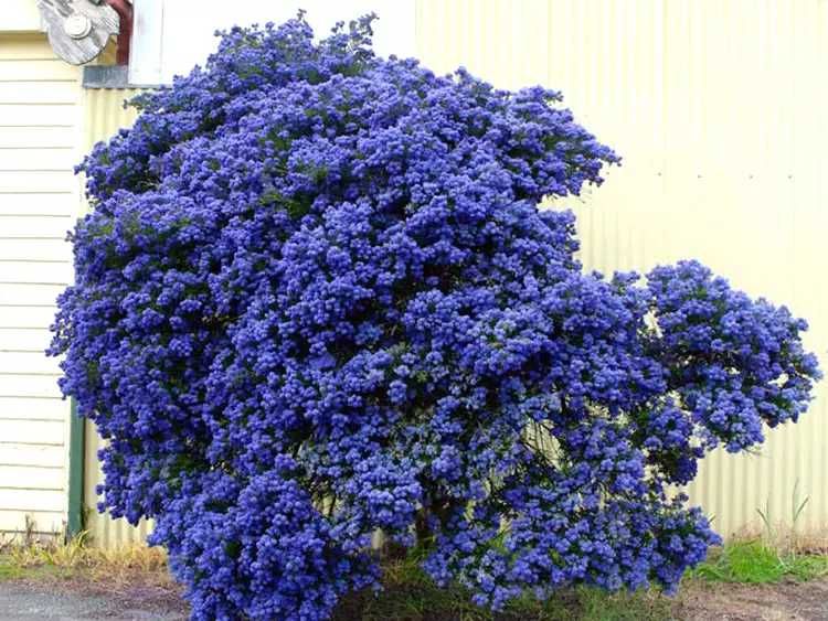 Prusznik niebieski Victoria , bez kalifornijski