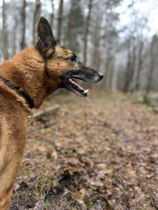 Bajkał - przyjaciel do adopcji