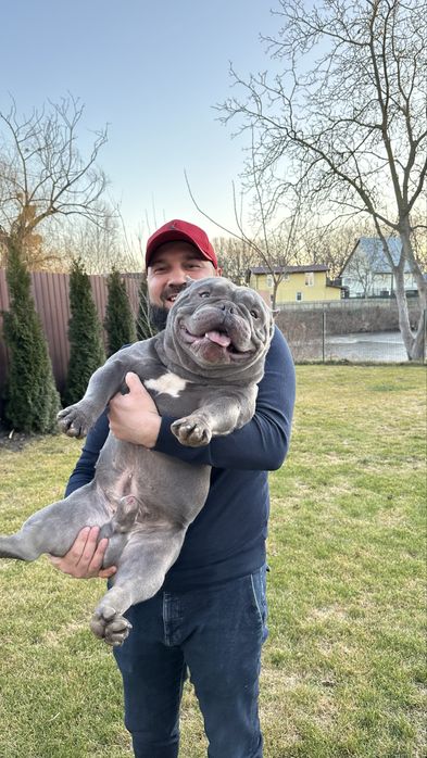 Мікро буллі екзотік