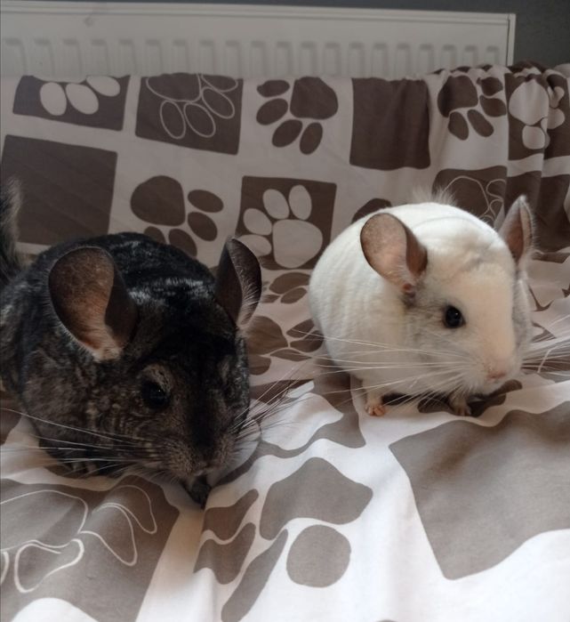 Szynszyle, szynszyla różne kolory