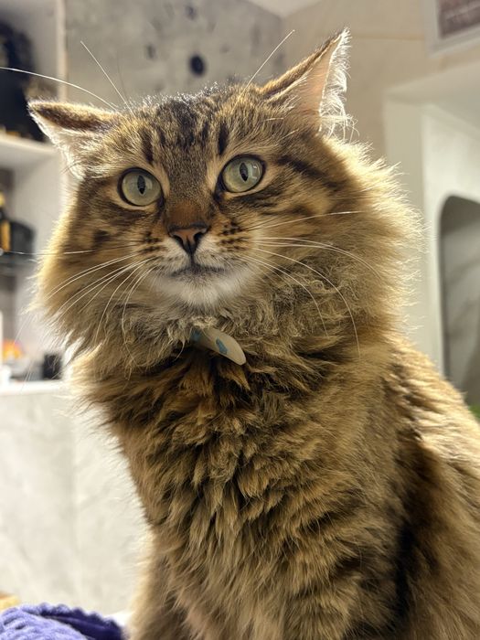 Котик безкоштовно