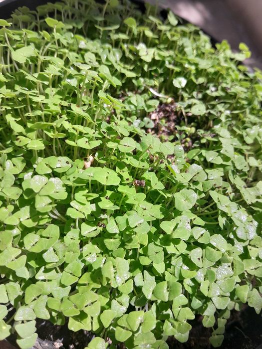 Planta de chia acabada de plantar.