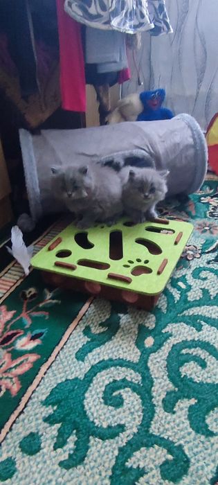 Молі і Макс шукають собі люблячу родину.