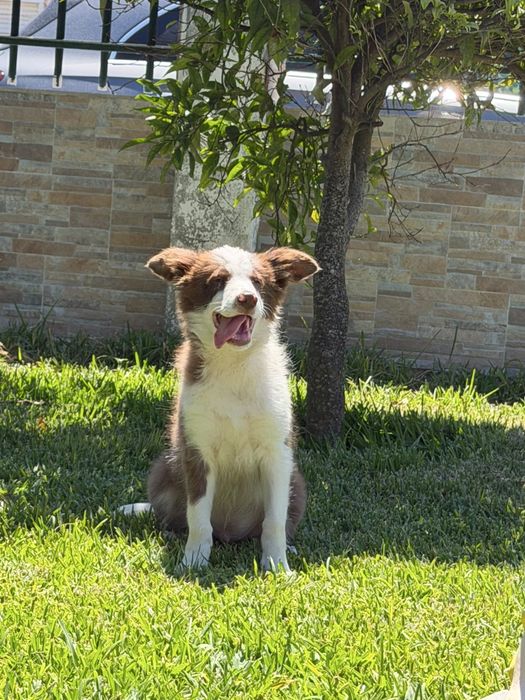 Excelente menino border collie macho
