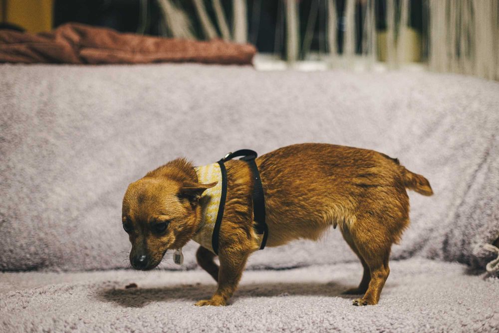 rudy psiak szuka domu