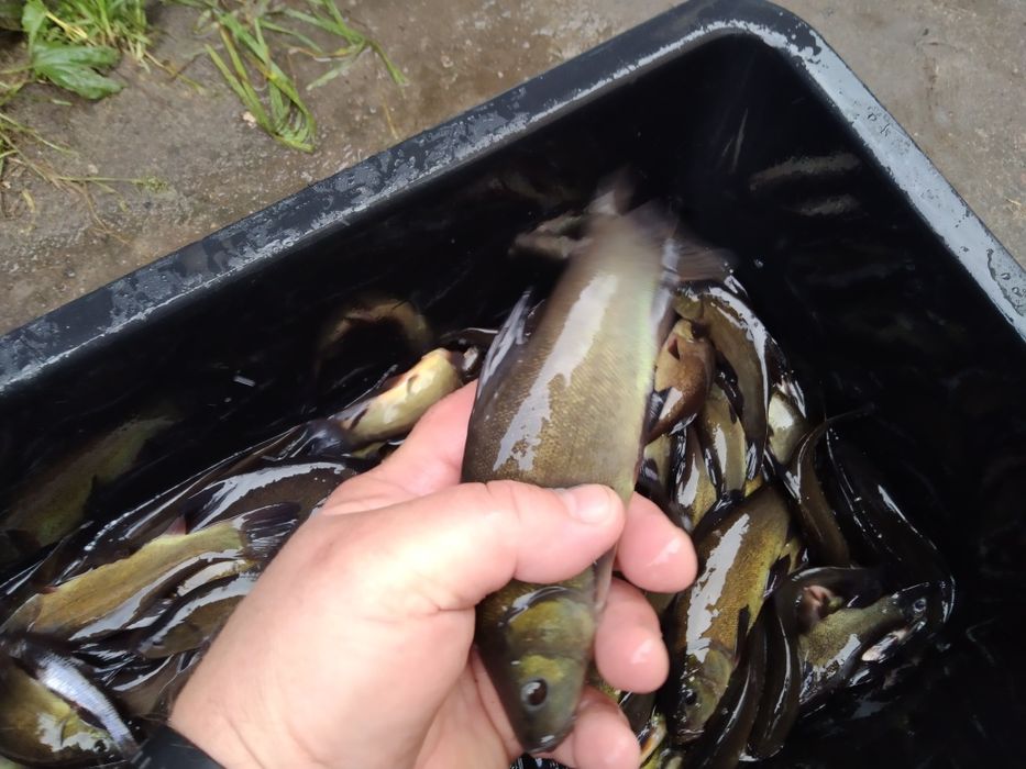 Karaś ozdobny karp koi amur tołpyga lin