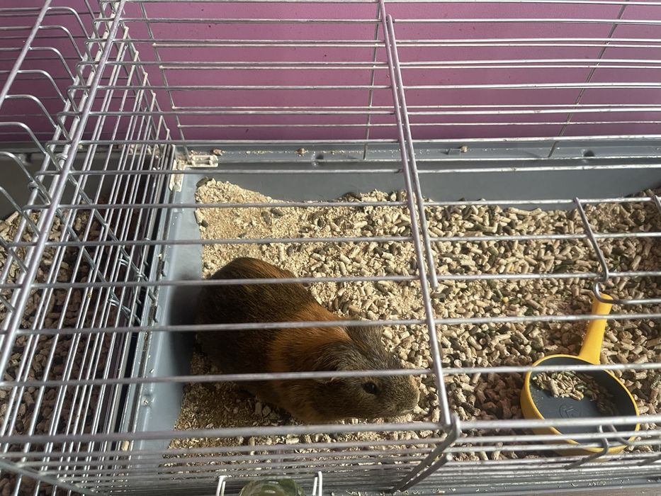 Swinka Morska 1,5 roku Cena z klatka