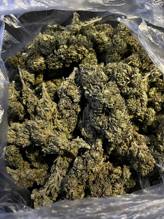 Susz konopi CBD i CBG