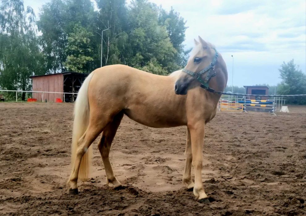 Kucyk w typie walijczyka