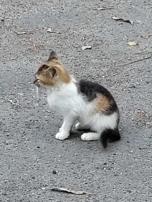 віддамо  гарних  котенят трьохмасних.