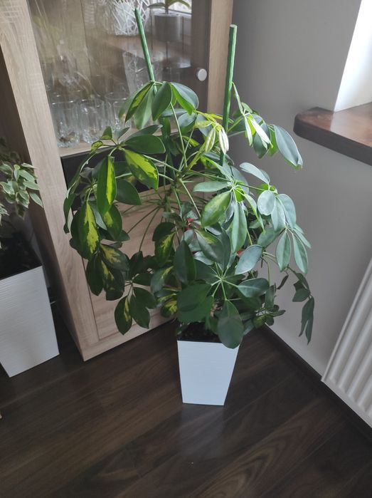 Duży ładny żywy kwiatek