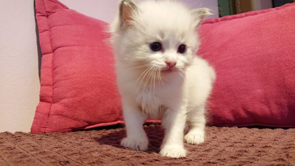Kocięta ragdoll FPL  na lipiec