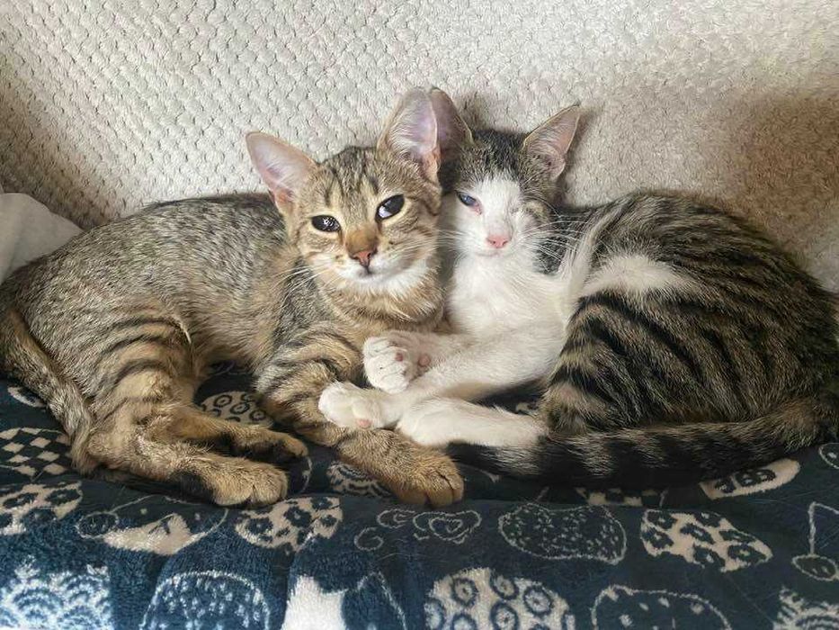 kociaki grzecznosciowo -aktualne Stryków