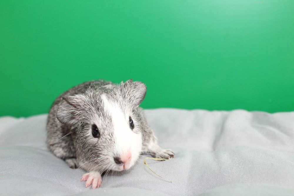 Samiczki świnka morska ,świnki morskie