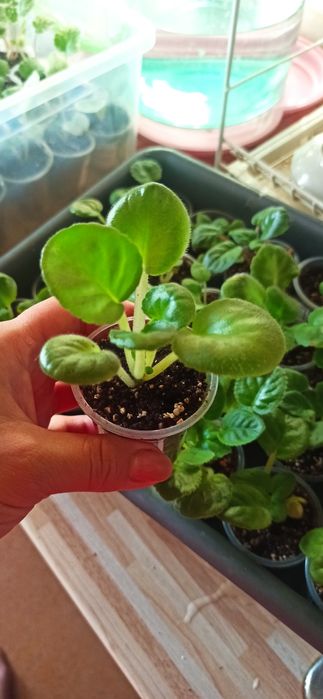 Сенполии , фиалки