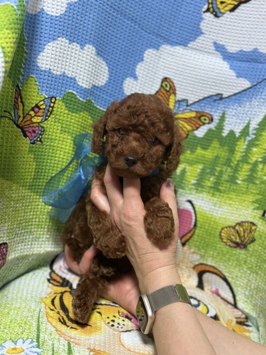 Милый пуделек мальчишка