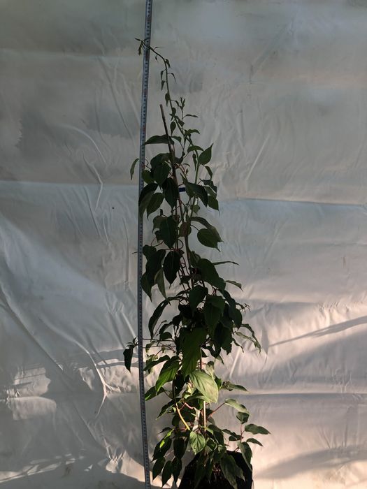 Актинідія 3 річна 10 сортів (міні ківі)