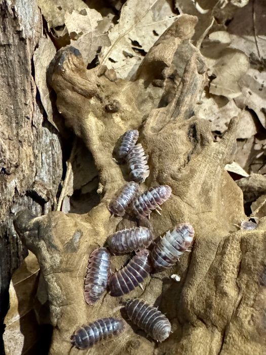 Armadillidium kulig skeleton, isopody 20 szt.
