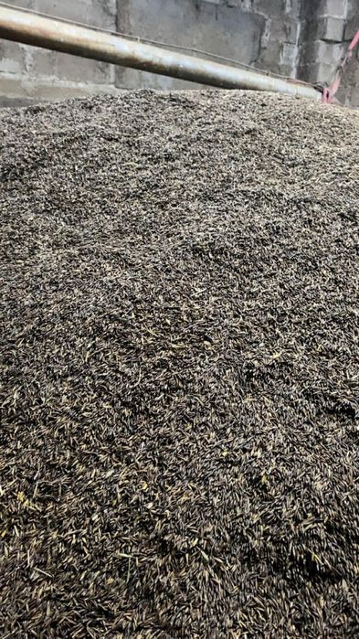 Czarny owies. Gniady