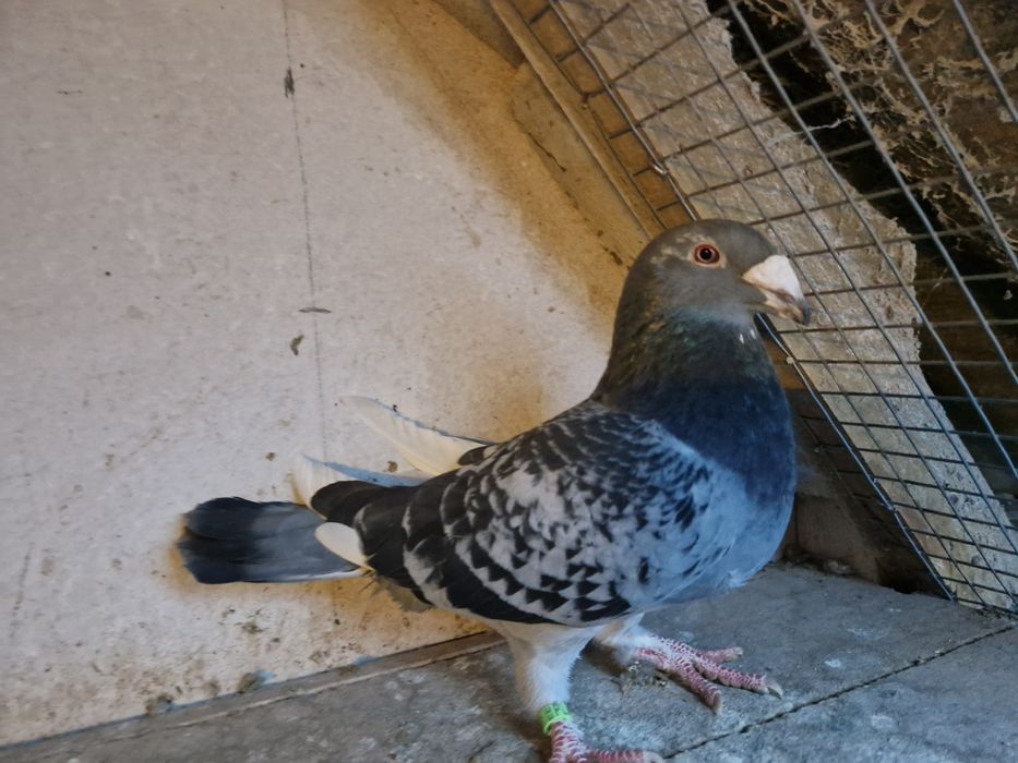 Golebie staropolskie samce 2025 7 szt. wysyłam